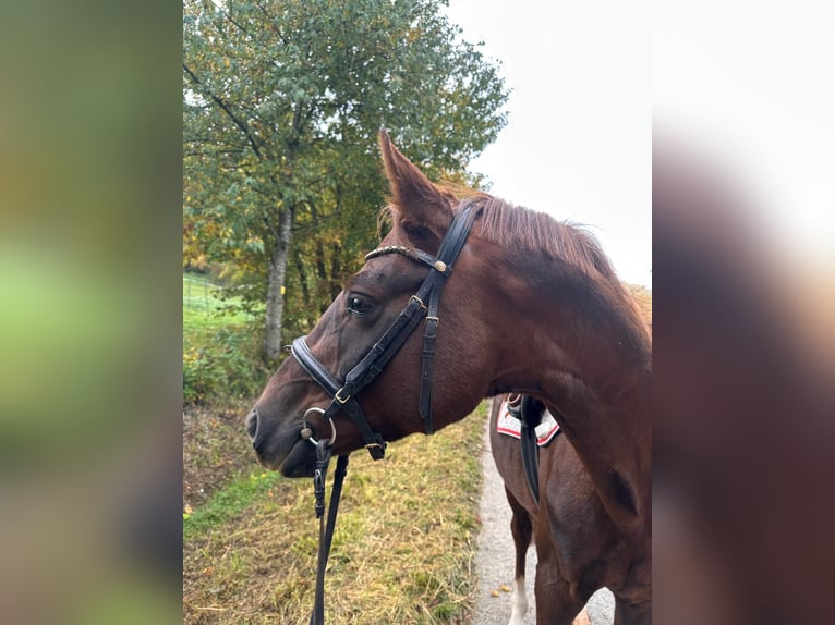 Deutsches Sportpferd Hengst 4 Jahre 155 cm Fuchs in Castell