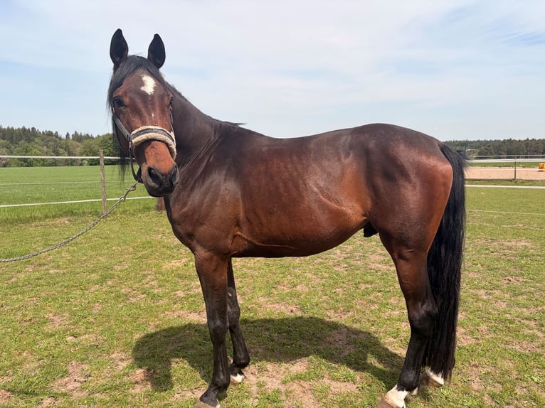 Deutsches Sportpferd Hengst 4 Jahre 164 cm Brauner in Ellwangen (Jagst)