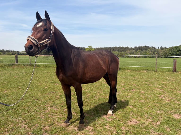 Deutsches Sportpferd Hengst 4 Jahre 164 cm Brauner in Ellwangen (Jagst)