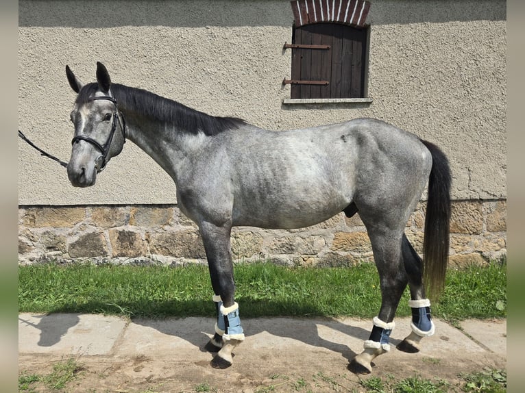 Deutsches Sportpferd Hengst 4 Jahre 165 cm Fliegenschimmel in Lengenfeld