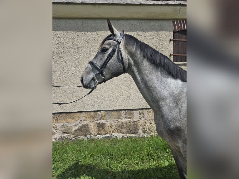 Deutsches Sportpferd Hengst 4 Jahre 165 cm Fliegenschimmel in Lengenfeld