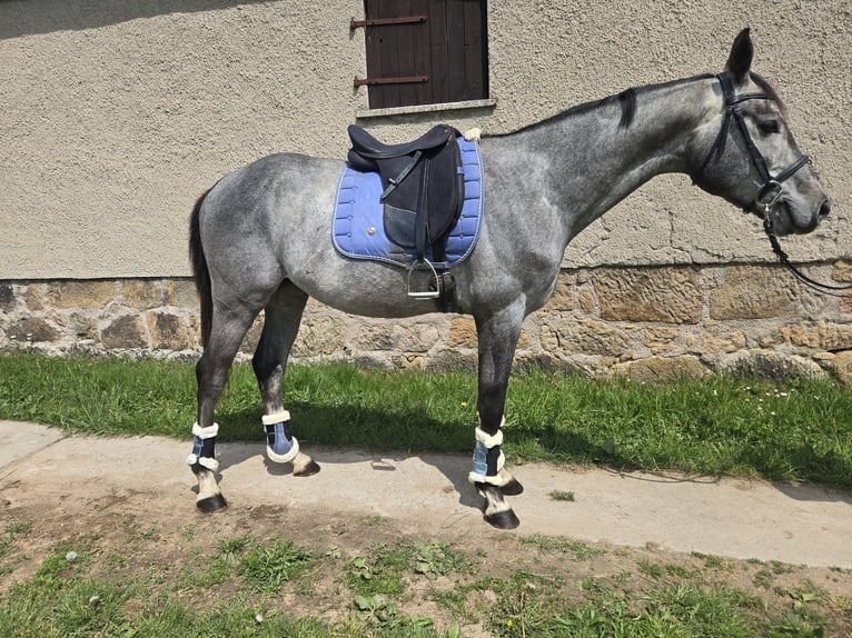 Deutsches Sportpferd Hengst 4 Jahre 165 cm Fliegenschimmel in Lengenfeld