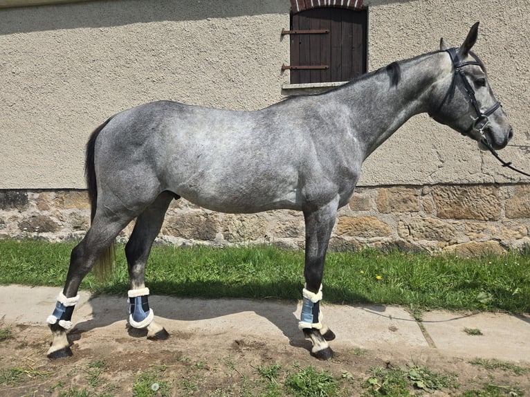 Deutsches Sportpferd Hengst 4 Jahre 165 cm Fliegenschimmel in Lengenfeld