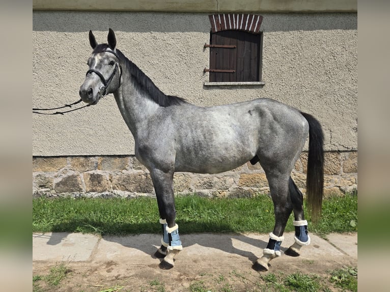 Deutsches Sportpferd Hengst 4 Jahre 165 cm Fliegenschimmel in Lengenfeld