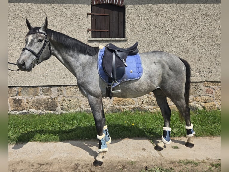 Deutsches Sportpferd Hengst 4 Jahre 165 cm Fliegenschimmel in Lengenfeld