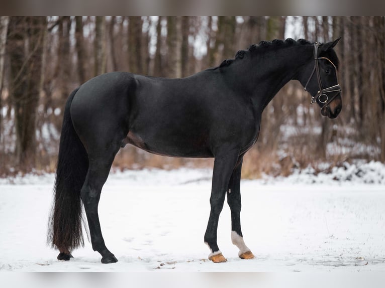 Deutsches Sportpferd Hengst 4 Jahre 167 cm Schwarzbrauner in Wehringen