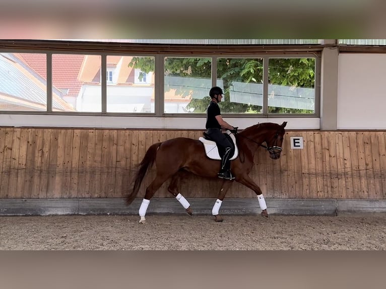 Deutsches Sportpferd Hengst 4 Jahre 168 cm Fuchs in Rottenburg an der Laaber