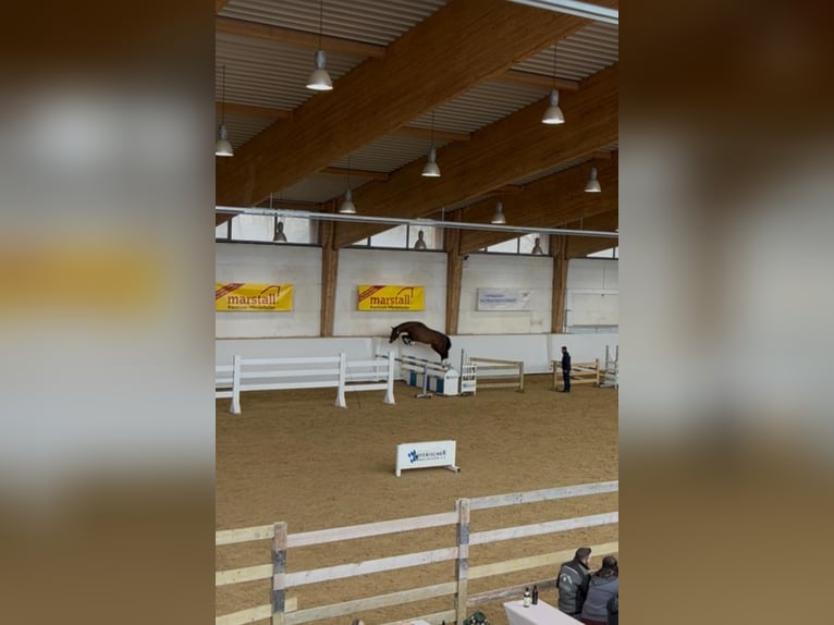 Deutsches Sportpferd Hengst 4 Jahre 169 cm Brauner in Furth im Wald
