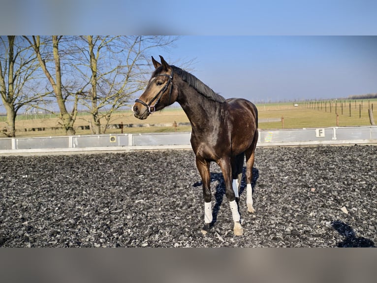 Deutsches Sportpferd Hengst 4 Jahre 170 cm Brauner in M&#xFC;hlberg (Elbe)