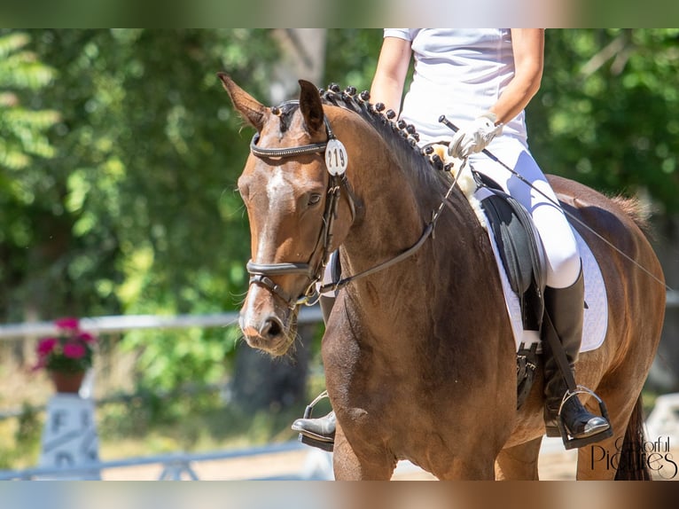 Deutsches Sportpferd Hengst 4 Jahre 170 cm Brauner in M&#xFC;hlberg (Elbe)