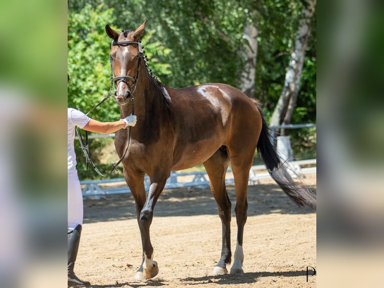 Deutsches Sportpferd Hengst 4 Jahre 170 cm Brauner in M&#xFC;hlberg (Elbe)