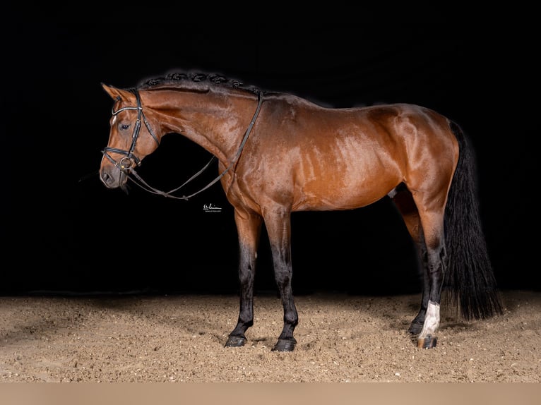 Deutsches Sportpferd Hengst 4 Jahre 172 cm Brauner in Herrenberg