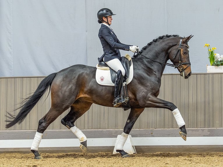 Deutsches Sportpferd Hengst 4 Jahre 172 cm Brauner in Münster-Handorf