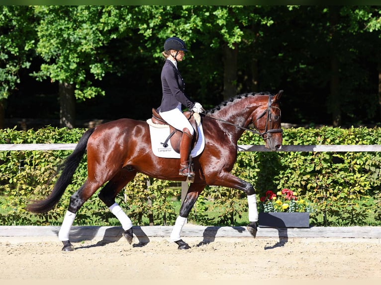 Deutsches Sportpferd Hengst 4 Jahre 172 cm Brauner in Gomadingen