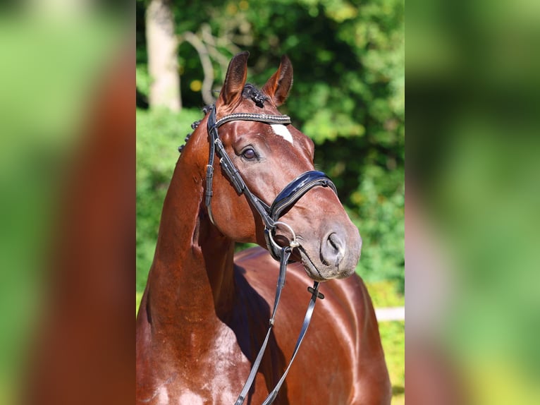 Deutsches Sportpferd Hengst 4 Jahre 172 cm Brauner in Gomadingen