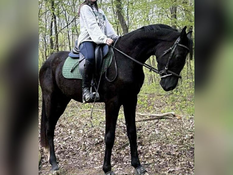 Deutsches Sportpferd Hengst 4 Jahre 174 cm Rappe in Gyoma