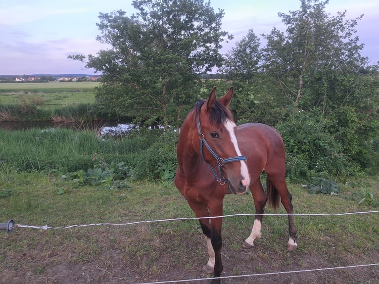 Deutsches Sportpferd Hengst 4 Jahre 178 cm Brauner in Auhausen
