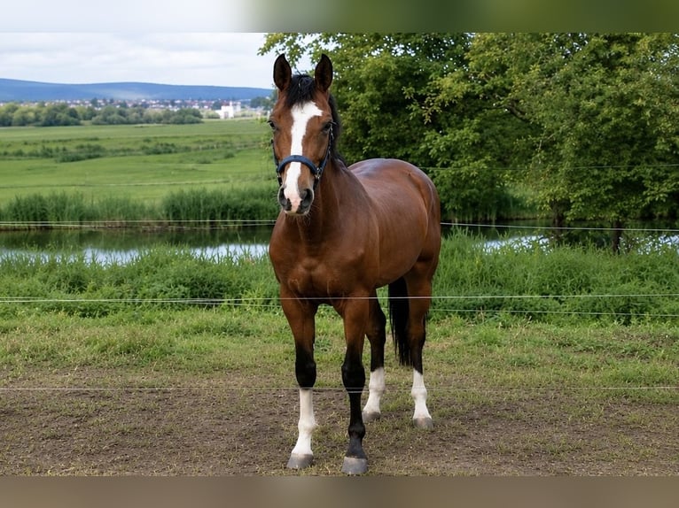 Deutsches Sportpferd Hengst 4 Jahre 178 cm Brauner in Wassertrüdingen