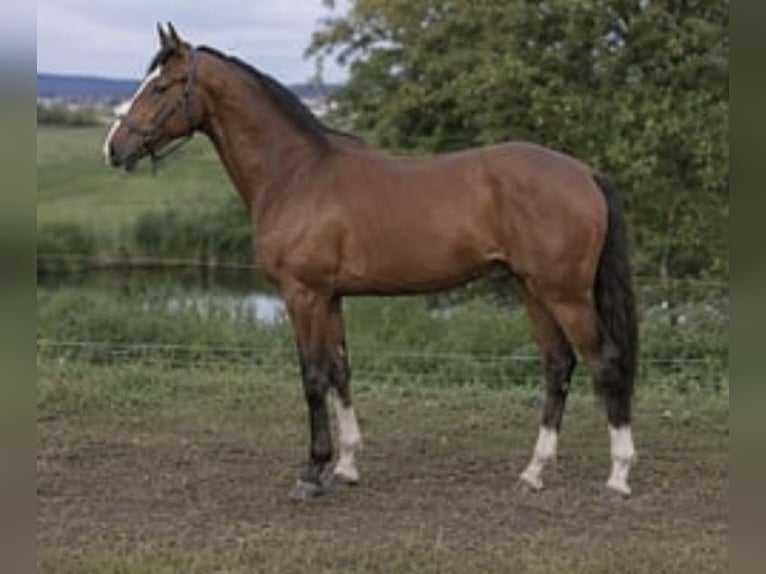 Deutsches Sportpferd Hengst 4 Jahre 178 cm Brauner in Wassertrüdingen