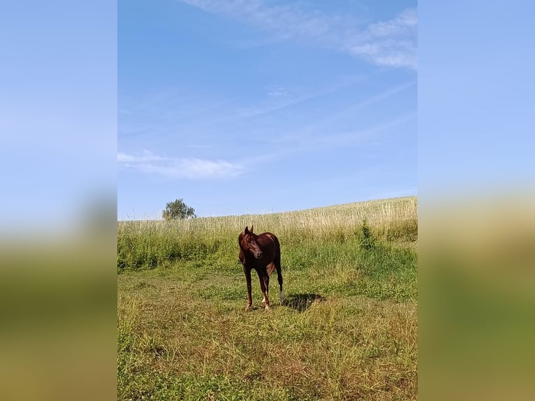Deutsches Sportpferd Hengst 5 Jahre 155 cm Fuchs in Castell
