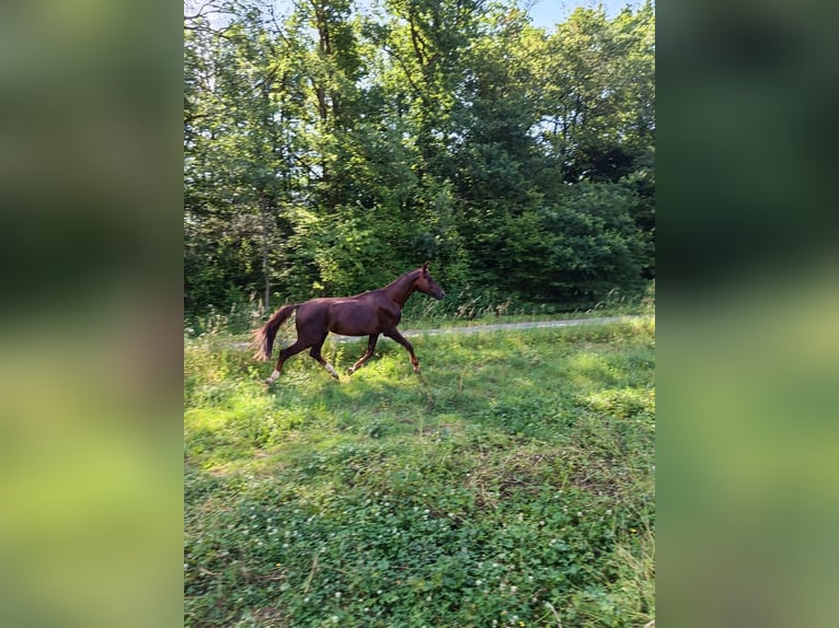 Deutsches Sportpferd Hengst 5 Jahre 155 cm Fuchs in Castell