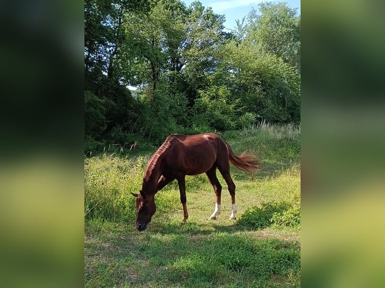 Deutsches Sportpferd Hengst 5 Jahre 155 cm Fuchs in Castell