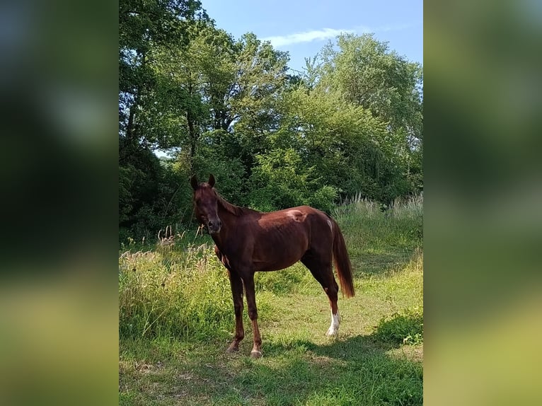 Deutsches Sportpferd Hengst 5 Jahre 155 cm Fuchs in Castell