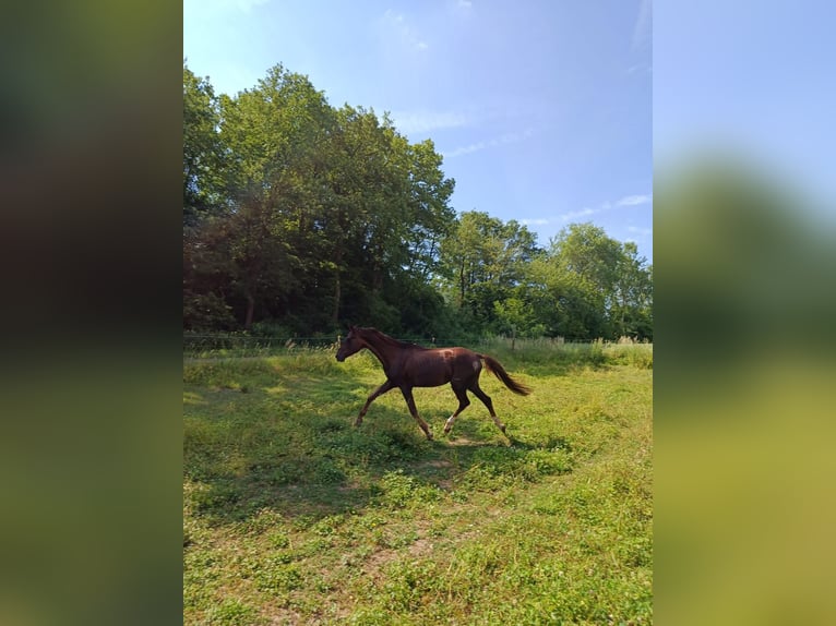 Deutsches Sportpferd Hengst 5 Jahre 155 cm Fuchs in Castell