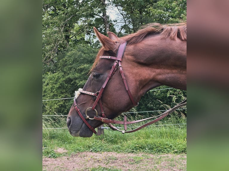 Deutsches Sportpferd Hengst 5 Jahre 155 cm Fuchs in Castell