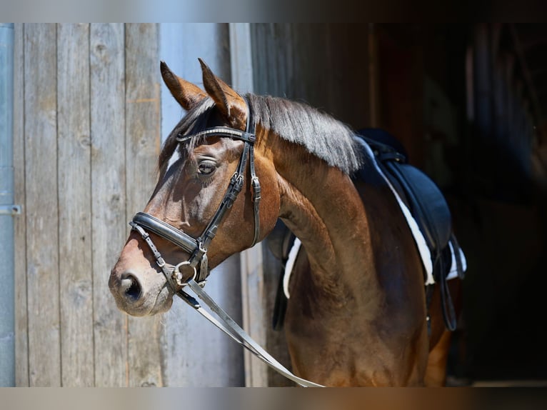 Deutsches Sportpferd Hengst 5 Jahre 164 cm Dunkelbrauner in Rottach-Egern