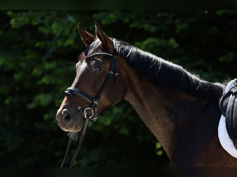 Deutsches Sportpferd Hengst 5 Jahre 164 cm Dunkelbrauner in Rottach-Egern