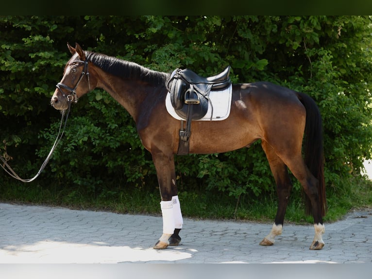 Deutsches Sportpferd Hengst 5 Jahre 164 cm Dunkelbrauner in Rottach-Egern