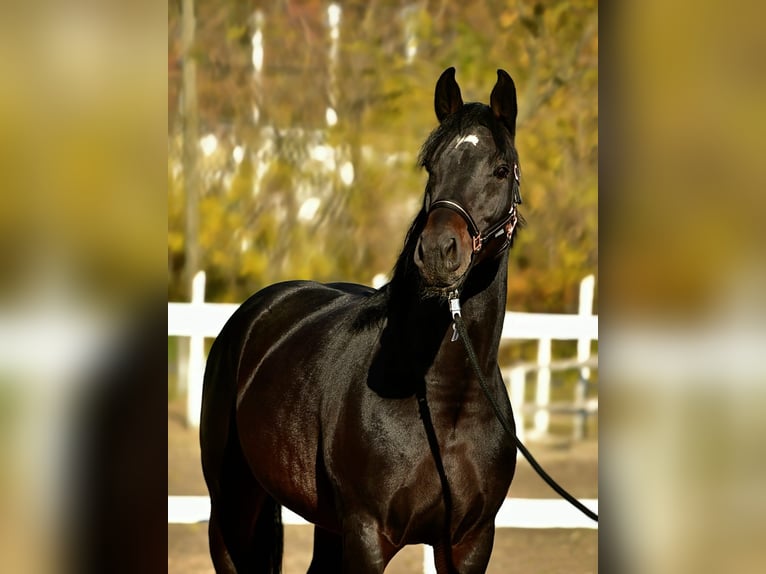 Deutsches Sportpferd Hengst 5 Jahre 165 cm Brauner in Békéscsaba
