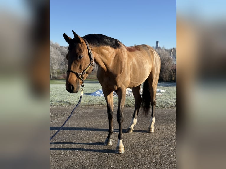 Deutsches Sportpferd Hengst 5 Jahre 168 cm Brauner in Altusried