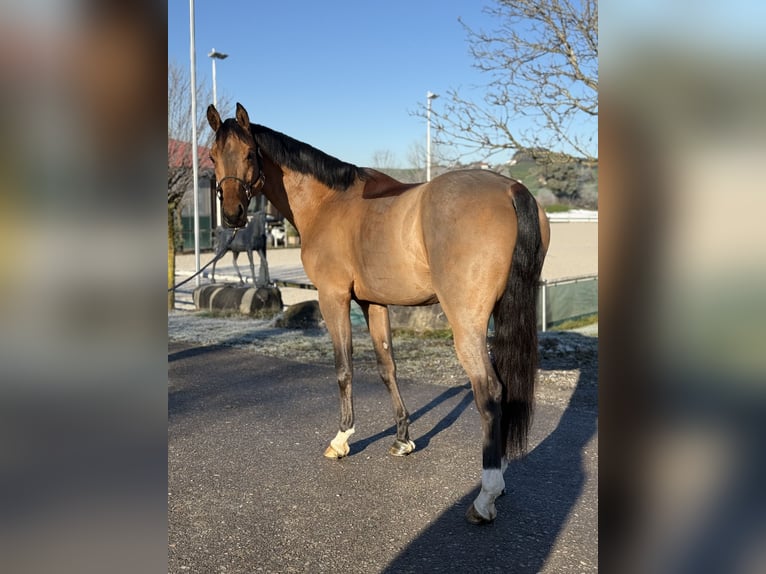 Deutsches Sportpferd Hengst 5 Jahre 168 cm Brauner in Altusried