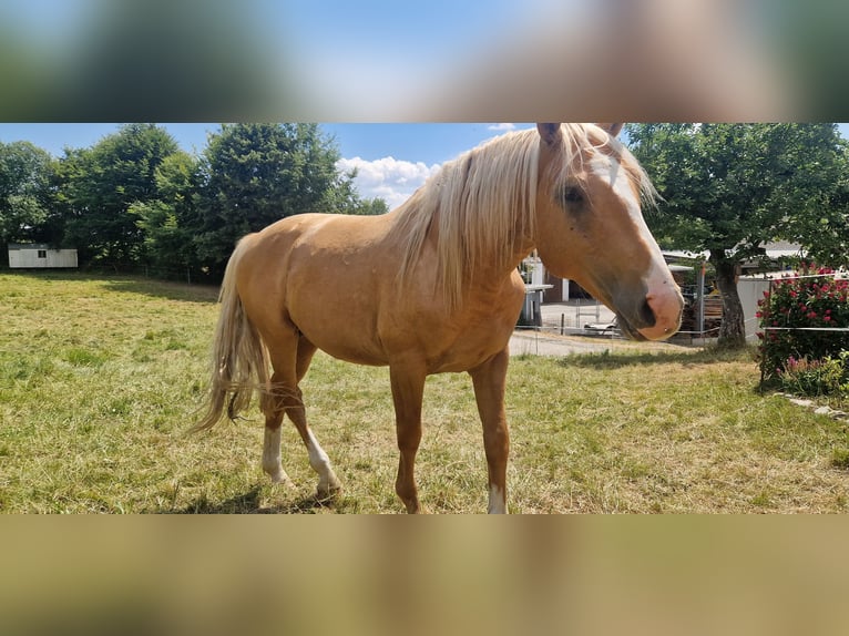 Deutsches Sportpferd Hengst 5 Jahre 169 cm Palomino in Selters