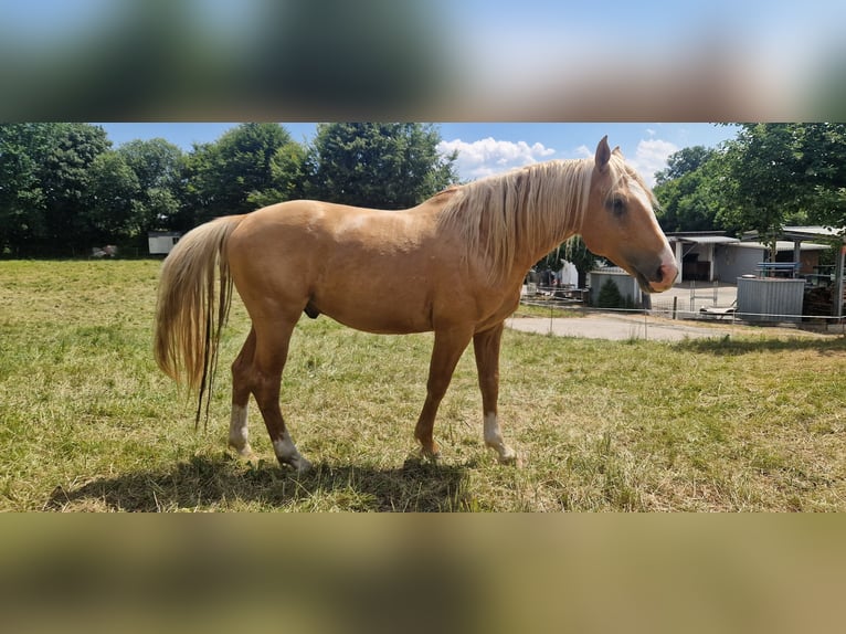 Deutsches Sportpferd Hengst 5 Jahre 169 cm Palomino in Selters