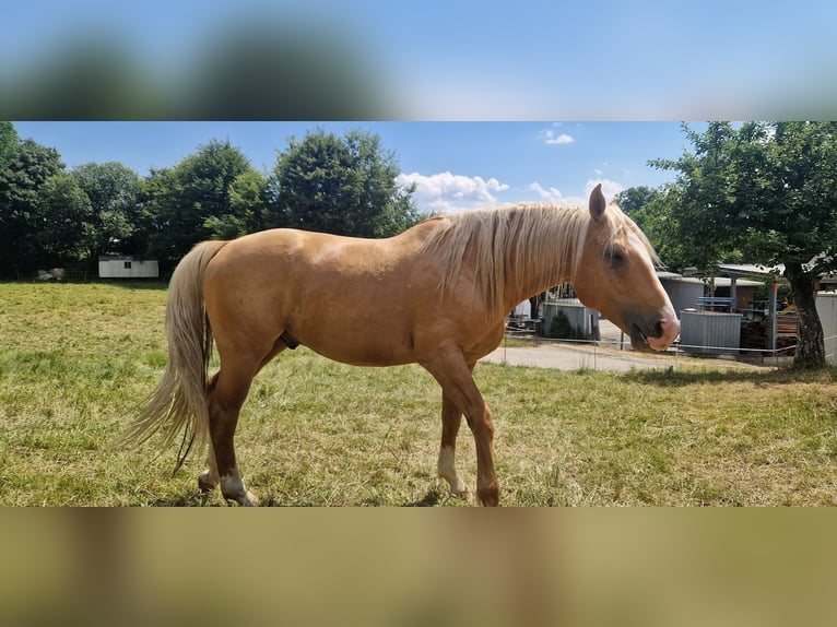 Deutsches Sportpferd Hengst 5 Jahre 169 cm Palomino in Selters