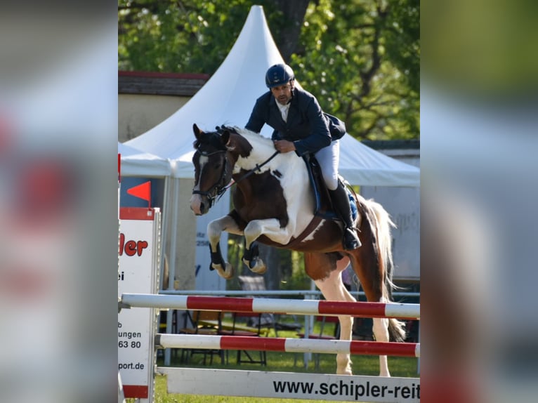 Deutsches Sportpferd Hengst 6 Jahre 165 cm Schecke in Mücheln (Geiseltal)