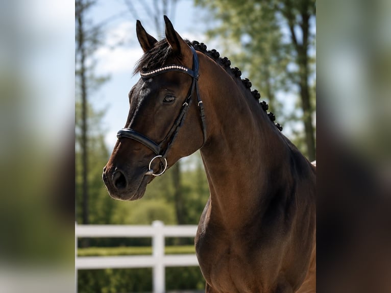 Deutsches Sportpferd Hengst 6 Jahre 166 cm Brauner in Münchsteinach