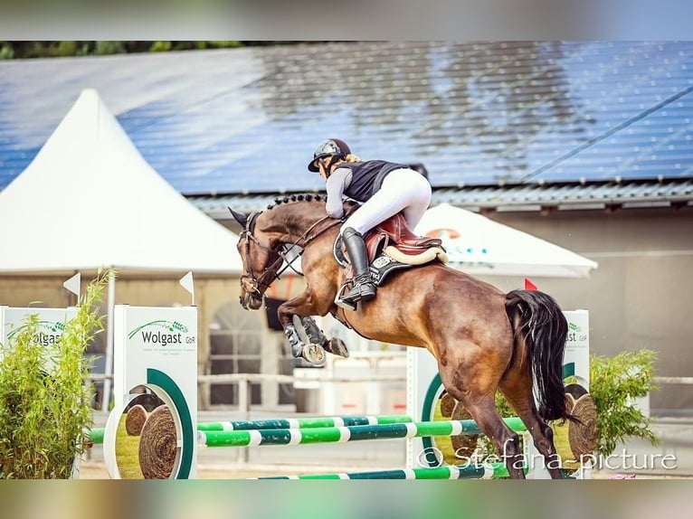 Deutsches Sportpferd Hengst 6 Jahre 169 cm Dunkelbrauner in Schwarzholz