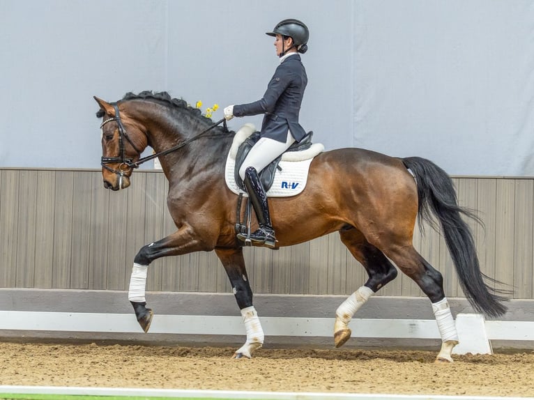 Deutsches Sportpferd Hengst 6 Jahre 175 cm Brauner in Münster-Handorf