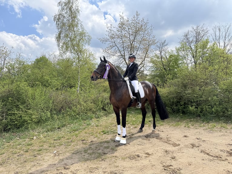 Deutsches Sportpferd Hengst 6 Jahre 175 cm Brauner in Wietze