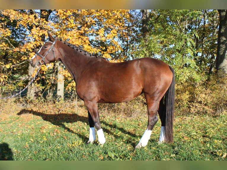 Deutsches Sportpferd Hengst 7 Jahre 165 cm Brauner in Börnichen/Erzgebirge
