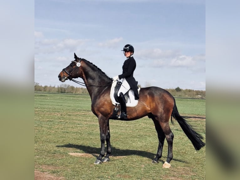 Deutsches Sportpferd Hengst 7 Jahre 175 cm Brauner in Wietze