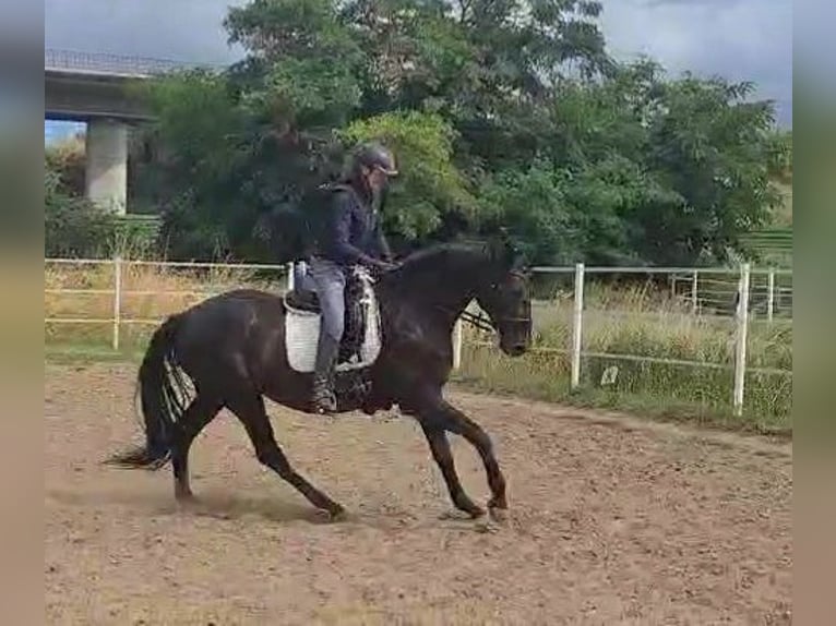 Deutsches Sportpferd Hengst 7 Jahre 175 cm Rappe in Wustermark