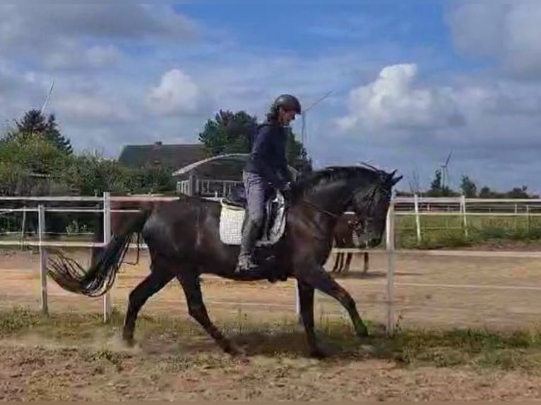 Deutsches Sportpferd Hengst 7 Jahre 175 cm Rappe in Wustermark
