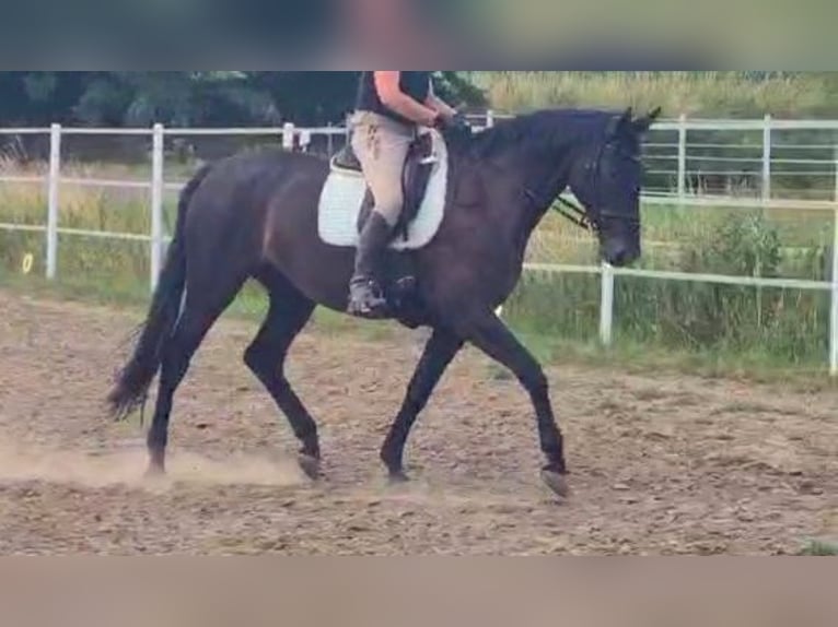 Deutsches Sportpferd Hengst 7 Jahre 175 cm Rappe in Wustermark