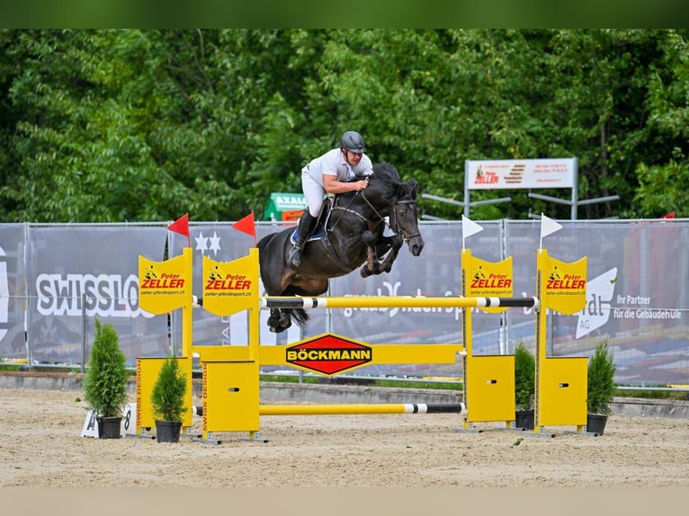 Deutsches Sportpferd Hengst 8 Jahre 162 cm Rappe in Davos switzerland