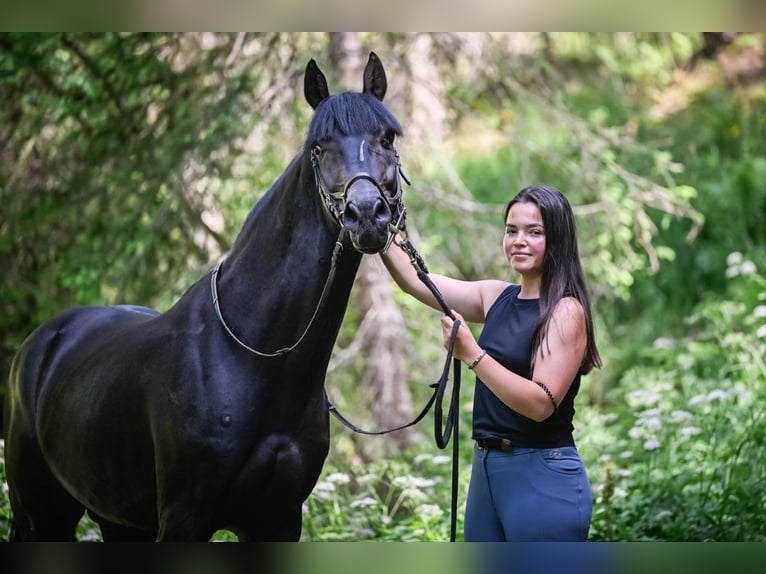 Deutsches Sportpferd Hengst 8 Jahre 162 cm Rappe in Davos switzerland